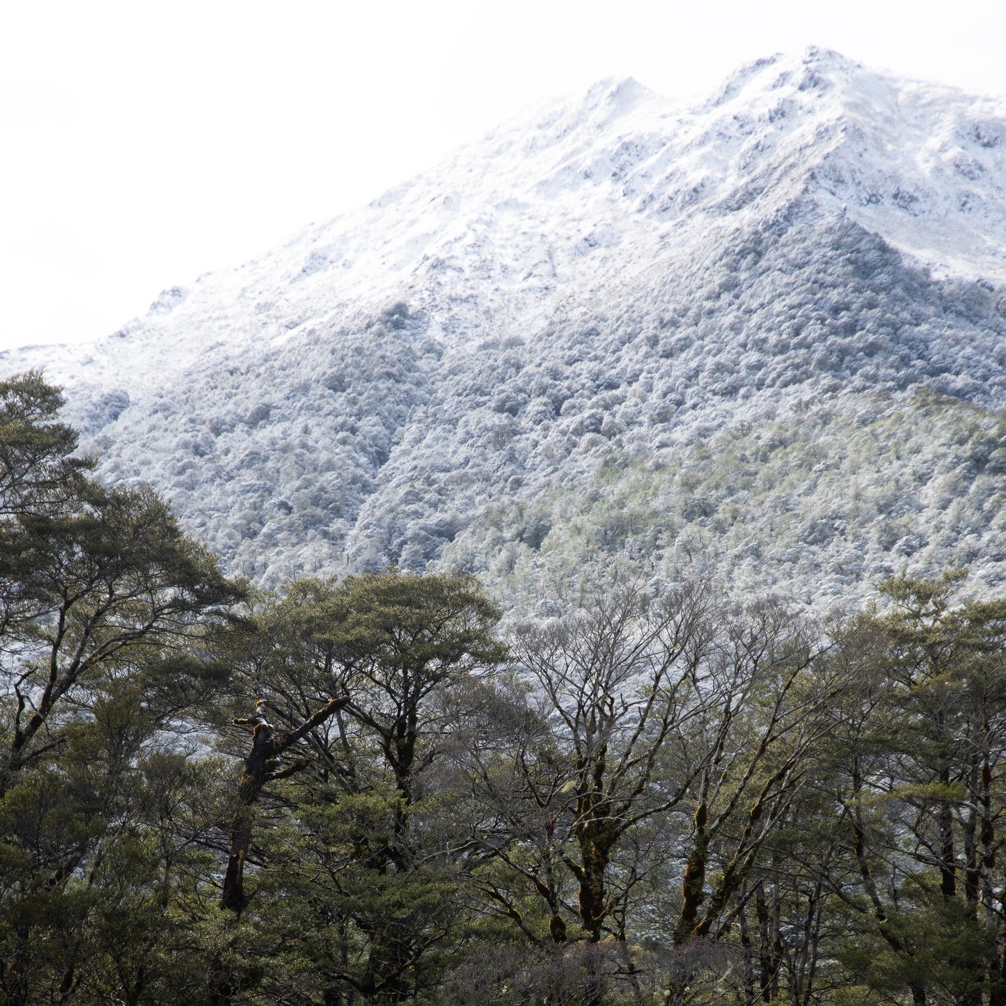 Maruia Peak