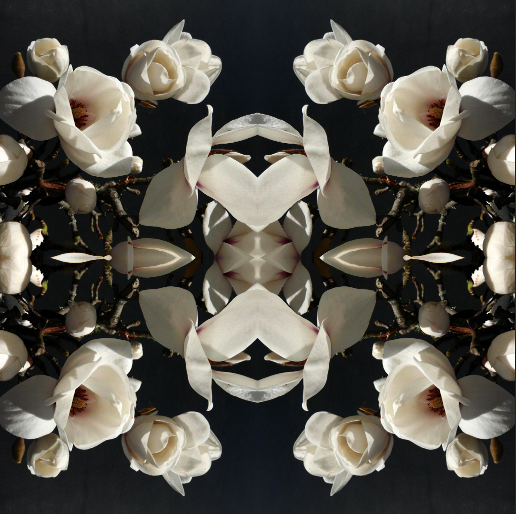 Magnolia Light 1 - Small Mandala Print