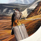 Falcon NZ