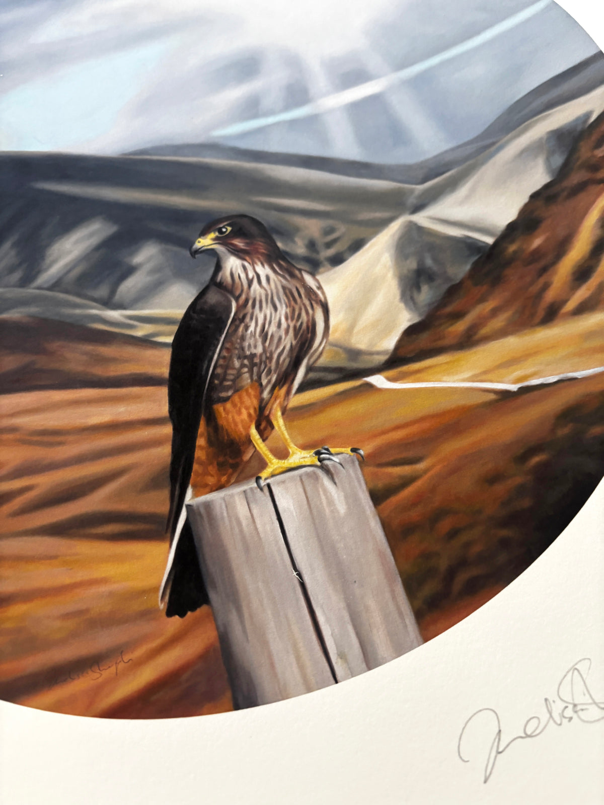 Falcon NZ