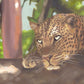 Leopard Tree