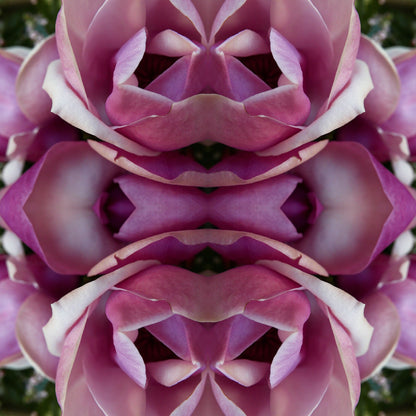 Magnolia Heart 2 - Canvas