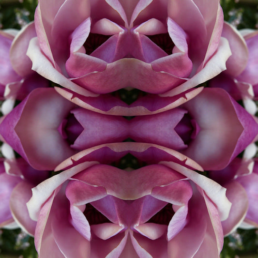 Magnolia Heart 2 - Canvas
