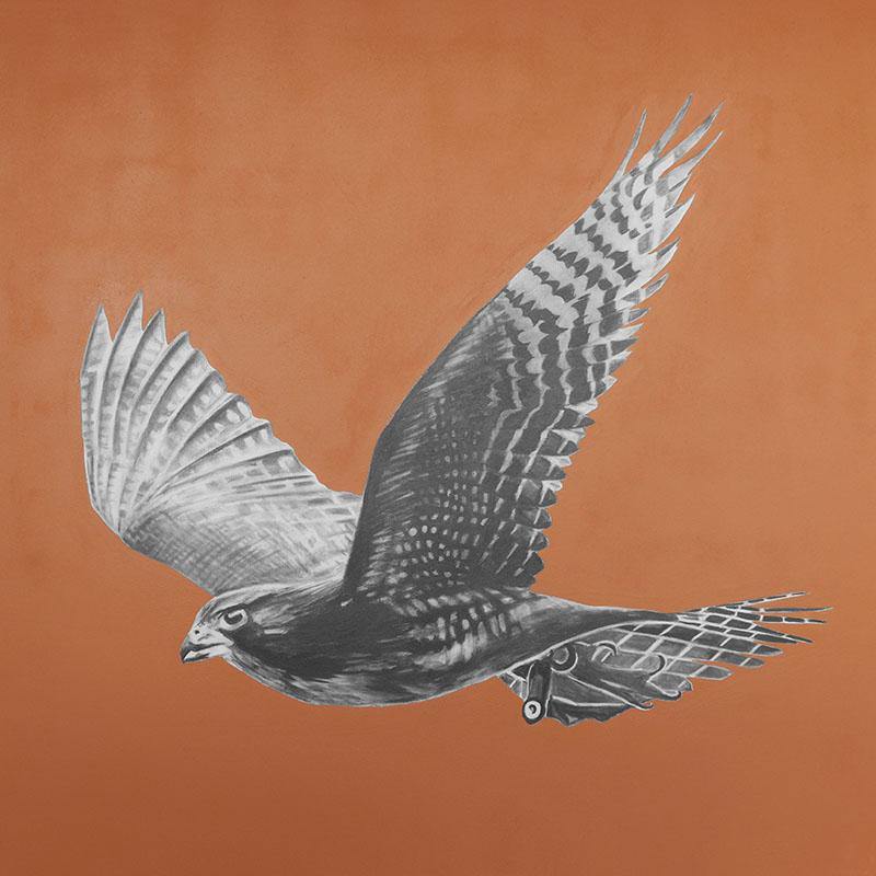 Falcon - Melissa Sharplin