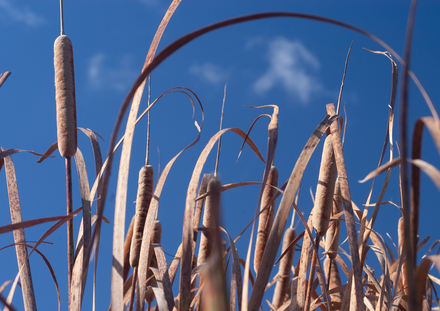 Bull Rush