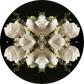 Magnolia Crown 3 - Small Mandala Print