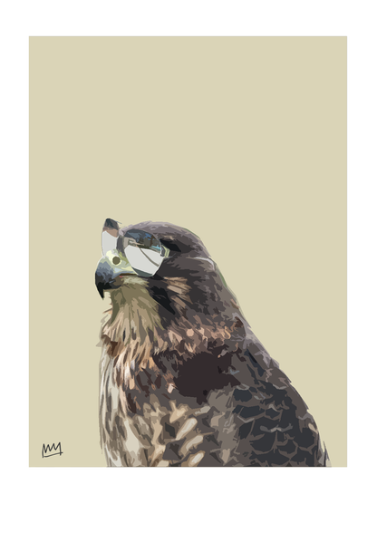 Kārearea Cool