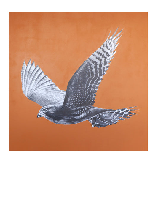 Falcon NZ (weathered orange)