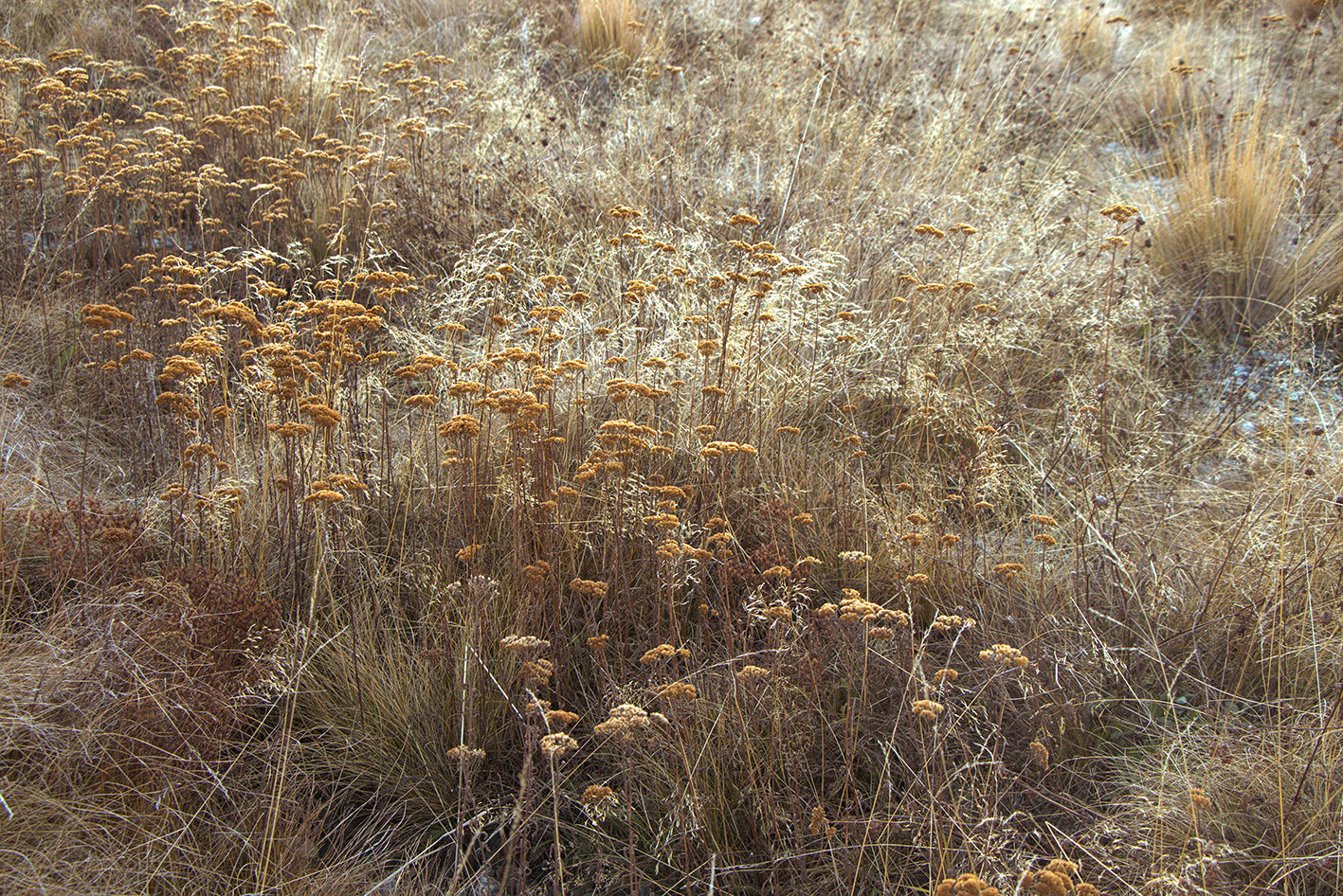 Grassy Meadow