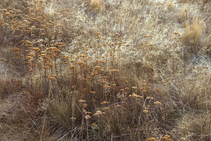Grassy Meadow