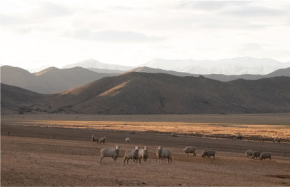 Sheep Squad